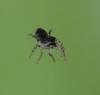 Salticus sp.